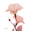 Golden Blush 1 Poster Print by Albert Koetsier - Item # VARPDXAK8SQ062A