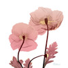 Golden Blush 2 Poster Print by Albert Koetsier - Item # VARPDXAK8SQ062B