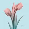 Awakening Tulips 1 Poster Print by Albert Koetsier - Item # VARPDXAK8SQ069A