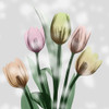 Awakening Tulips Poster Print by Albert Koetsier - Item # VARPDXAK8SQ088A