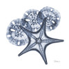 Indigo Starfish and Sand Dollar Poster Print by Albert Koetsier - Item # VARPDXAK8SQ090A
