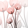 Blush Luster Tulips Poster Print by Albert Koetsier - Item # VARPDXAK8SQ100A