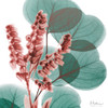 Blushing Lilly Of Eucalyptus 1 Poster Print by Albert Koetsier - Item # VARPDXAK8SQ124A