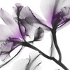 Lavender Luster 1 Poster Print by Albert Koetsier - Item # VARPDXAK8SQ179A