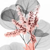 Eucalyptus Blush 1 Poster Print by Albert Koetsier - Item # VARPDXAK8SQ188A