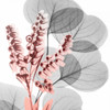 Eucalyptus Blush 2 Poster Print by Albert Koetsier - Item # VARPDXAK8SQ188B