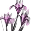 Dazzling Iris Poster Print by Albert Koetsier - Item # VARPDXAK8SQ207A