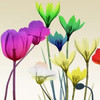 Floral Calm Pop Mate Poster Print by Albert Koetsier - Item # VARPDXAK8SQ392B