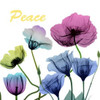 Floral Rainbow Peace Poster Print by Albert Koetsier - Item # VARPDXAK8SQ393B