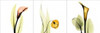 Sandersonia Triple Poster Print by Albert Koetsier