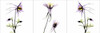 Columbine Triple Poster Print by Albert Koetsier - Item # VARPDXAKPL019