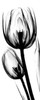 Tulip in BandW Poster Print by Albert Koetsier - Item # VARPDXAKPL020A