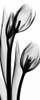 Tulip in BandW2 Poster Print by Albert Koetsier - Item # VARPDXAKPL021B