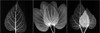 Leaf Triple on Black 2 Poster Print by Albert Koetsier