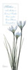 White Rain Lily - Mother Poster Print by Albert Koetsier - Item # VARPDXAKPL061