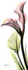 Calla Lily in Color Poster Print by Albert Koetsier - Item # VARPDXAKPL082