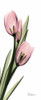 Tulips in Pink Poster Print by Albert Koetsier - Item # VARPDXAKPL085A