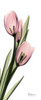 Tulips in Pink Poster Print by Albert Koetsier - Item # VARPDXAKPL085A