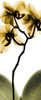 Orchid in Gold Poster Print by Albert Koetsier