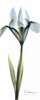 Iris in Blue Poster Print by Albert Koetsier - Item # VARPDXAKPL090