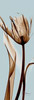 Tulip Brown on Blue Poster Print by Albert Koetsier - Item # VARPDXAKPL094