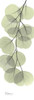 Eucalyptus in Green 3 Poster Print by Albert Koetsier