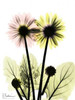 Gerbera in Color Poster Print by Albert Koetsier