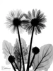 Gerbera BW Poster Print by Albert Koetsier