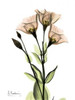 Gentian 3 Poster Print by Albert Koetsier