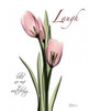 Tulip in Pink - Laugh Poster Print by Albert Koetsier - Item # VARPDXAKRC011A2