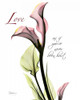 Calla Lily in Pink - Love Poster Print by Albert Koetsier - Item # VARPDXAKRC012A2