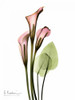 Calla Lily Bouquet in Pink Poster Print by Albert Koetsier - Item # VARPDXAKRC012G