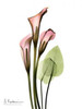 Calla Lily Bouquet in Pink Poster Print by Albert Koetsier - Item # VARPDXAKRC012G