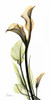 Calla Lily Poster Print by Albert Koetsier - Item # VARPDXAKRC012L