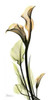 Calla Lily Poster Print by Albert Koetsier - Item # VARPDXAKRC012L
