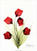 Sandersonia in Red 2 Poster Print by Albert Koetsier - Item # VARPDXAKRC013Z1