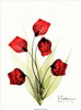 Sandersonia in Red 2 Poster Print by Albert Koetsier - Item # VARPDXAKRC013Z1