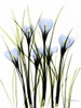 Crocus C38 Poster Print by Albert Koetsier - Item # VARPDXAKRC017