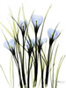 Crocus C38 Poster Print by Albert Koetsier - Item # VARPDXAKRC017