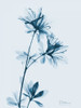 Azalea in Blue Poster Print by Albert Koetsier