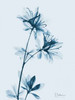 Azalea in Blue Poster Print by Albert Koetsier