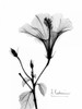 Hibiscus  Poster Print by Albert Koetsier - Item # VARPDXAKRC026A4
