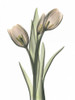 Tulip Pair in Color Poster Print by Albert Koetsier