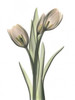 Tulip Pair in Color Poster Print by Albert Koetsier