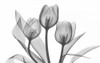 Tulips Three in BandW Poster Print by Albert Koetsier - Item # VARPDXAKRC032A