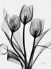 Tulips Poster Print by Albert Koetsier - Item # VARPDXAKRC032B2