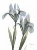 Japanese Iris Poster Print by Albert Koetsier - Item # VARPDXAKRC042