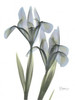 Japanese Iris Poster Print by Albert Koetsier - Item # VARPDXAKRC042