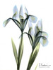 Blue Iris Pair Poster Print by Albert Koetsier - Item # VARPDXAKRC042A