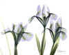 Blue Iris Triple Poster Print by Albert Koetsier - Item # VARPDXAKRC042D1